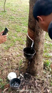 ยังพญาจอบ 500มล. มั่นใจไม่ทำร้ายต้นยาง (น้ำแดงใส) รักษา+ป้องกันเชื้อรา บำรุงต้นยาง เบอร์1เรื่องยาทาหน้ายาง ชาวสวนมืออาชีพเลือกใช้