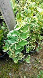 เลม่อนมะนาวด่าง หมายถึง ต้นเลมอนพันธุ์ ยูเรก้า (Eureka) ที่มีลักษณะใบและบางครั้งก็มีผลเป็นลายด่างสีเขียวสลับเหลือง ถือเป็นทั้งพืชเศรษฐกิจและไม้ประดับที่สวยงาม สามารถนำผลมาใช้ประกอบอาหาร ปรุงเครื่องดื่ม หรือขูดเปลือกหอมๆ เพื่อใช้ในอาหารและค็อกเทลได้ ลักษณ