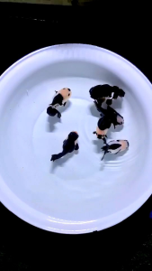 GOLDFISH TWO COLORS HOLLAND PANDA ORANDA  ( READ DESCRIPTION)