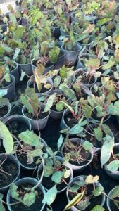 ฟิโลก้านส้ม ลุ้นด่าง ออกจากแม่กอด่างอนุบาลจากเนื้อเยื่อ