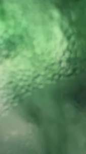 คอลโรฟิลล์พลัสผลิตภัณฑ์เสริมอาหาร ชนิดผง ผสมใยอาหารจากข้าวสาลี ชาเขียว วิตามินซี คลอโรฟิล และสังกะสี อะมิโน แอซิด คีเลต ดี-ท๊อค คลอโรฟิลล์-พลัส ดีท๊อคสารพิษในร่างกาย  ปรอท 30ซอง