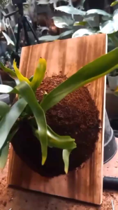 AKAR KADAKA - Media Tanam Mos Hitam Steril 5 Liter