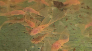 L144 Red Eyes Long Fin Bristlenose Pleco Fish/ Albino sucker  Red Albino Pleco