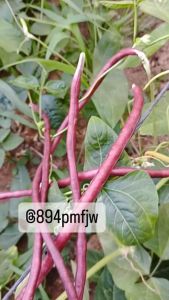 เมล็ดถั่วพูดเบี้ย บรรจุ 30-50 เมล็ด ไม่ต้องทำค้าง