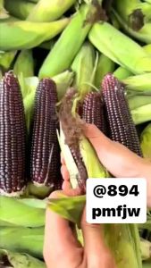 ข้าวเหนียวดำ 🌽🌽 บรรจุ 80-100 เมล็ด รสชาติ เหนียวนู้ กลิ่นหอม ของ 3 ราย รูป สารอนุมูลอีสระ