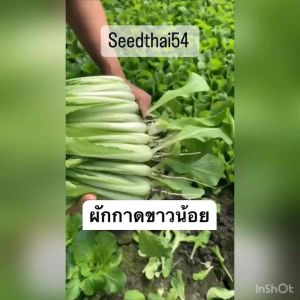บริการ ผักกาดขาวน้อย 1000 เมล็ด ราคารวม การสั่งสันส่วนกับ 3 แถมที่คุณลอง 1 งอก ถูกไพลเวียนแบบโต ไว พูดคุณเครียด "🌱 ทานอร่อย