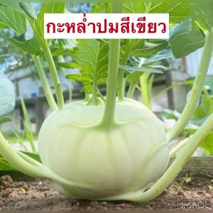 เมล็ดกะหลำปมสีม่วงเมล็ดพันธุ์กะหล่ำปมเขียวหรือโคลลาบี้ เมล็ดพันธุ์ผักต่างประเทศ