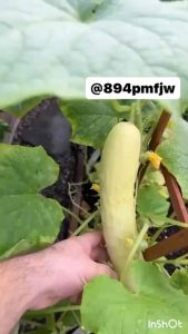 เมล็ดพันธุ์แตงกวาร้านสีขาว ผลใหญ่ บรรจุ 40-50เมล็ดแตงกวาร้านสีขาว White Cucumber Seeds
