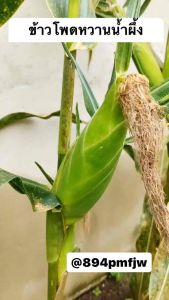 ข้าวโพดหวานน้ำผึ้ง - Honey Select Sweet Corn เมล็ด คุณภาพดี ของแท้ 100%