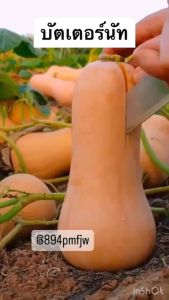 20-25 เมล็ดพันธ์ู้ บรรจุ เมล็ดบัตเตอร์นัททรงสวยลูกใหญ่ บรรจุ