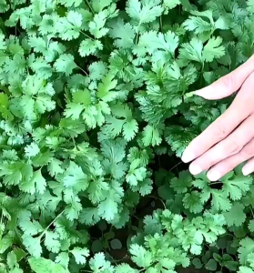 50 BUTIR BIJI/BENIH DAUN KETUMBAR/CORIANDER