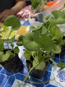 ☘️ต้นกล้าใบบัวบก หรือ ผักหนอก พร้อมปลูกในถุงดำต้นละ 30บาท ซื้อ 5 ต้นรับฟรี 1ต้น☘️