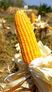 BENIH JAGUNG HIBRIDA MAXXI CUAN 2 KEMASAN 1KG