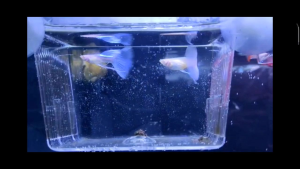 Guppy Skyblue ribbon