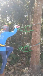 ราคาพิเศษ จักรยานปีนต้นมะพร้าว