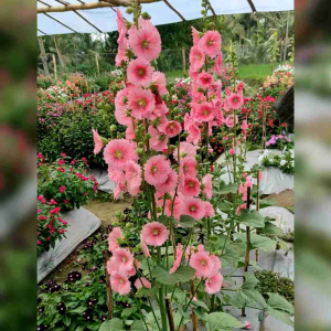 15 BIJI BENIH BUNGA HOLLYHOCK SINGLE MIX