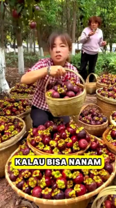 Bibit Manggis Kualitas Unggu🌱Berbuah Pendek Bisa Ditanam Pot Atau Di Kebon. Tinggi Tanaman Manggis seputar 1 mtr. Tanaman itu suka pada suhu hangat.Bila manggis terpapar lama pada suhu dibawah bakal mengakibatkan tanaman mati.bagus ya tanam dipot dpn rmh