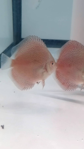 Discus Aquascape / Discus Pigeon Polkadot kualitas terbaik