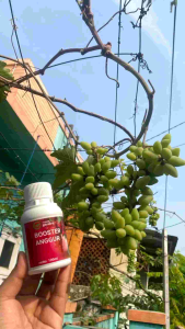 booster cair buah ANGGUR 100 ml | pupuk organik cair melebatkan secara maksimal