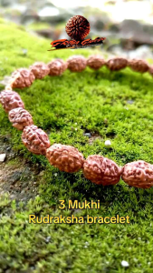 Rudraksha Bracelet 3 Mukhi Spesial Edition Small Size Biji