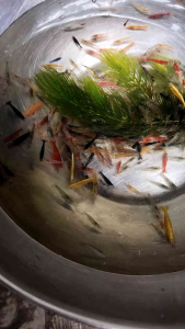 Udang hias aquascape hiasan & pembersih aquarium - udang hias - udang blue - udang black - hiasan aquarium