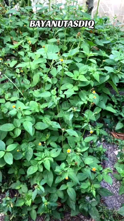 BAYANUTASDIQ