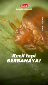 Paket Hemat Seroxil - Pembasmi Tungau Tumila Kutu Busuk Kasur Sofa Ampuh - Spray 470ml + Jerigen 1000ml