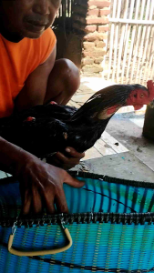 Kiso Ayam Fiber Jumbo: Makanan Ayam Untuk Pertumbuhan Optimal