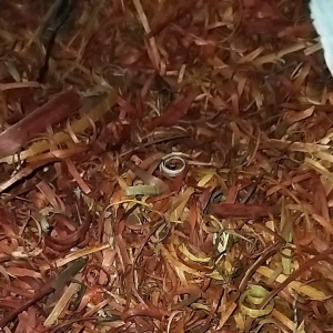 Secang Serut 100 gram