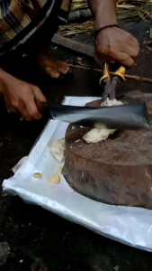 coper cacah tulang sapi model fultang terbaru tebal 9mm+1cm