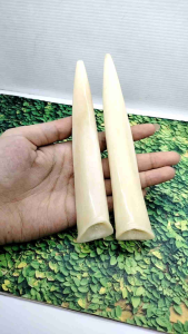Pipa Once Padutan Tulang Iga Dy Motif Taring Spesial B104