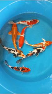 Japan Koi local breed Super Premium Grade size 10-11” ( big size )  7pcs COMBO at 1388 + transportation 100 ( 2 boxes )