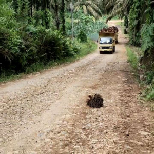 TERMURAH KNALPOT SRIGALA SERIGALA BAUT TRUCK L300 ELF CENTER DUTRO GRAN MAX TURBO DLL