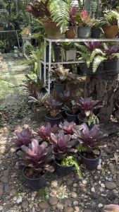 สับปะรดสีนีโอ Purple Star สีม่วงตุ่น เลี้ยงง่าย ส่งแบบถอดกระถาง