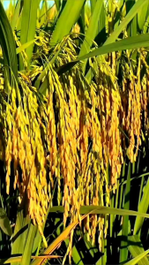 benih padi simbok kemasan 1kg kualitas unggul tahan rebah