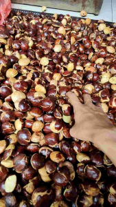 Jengkol Tua Super 1kg Legit Pulen Murah Berkualitas