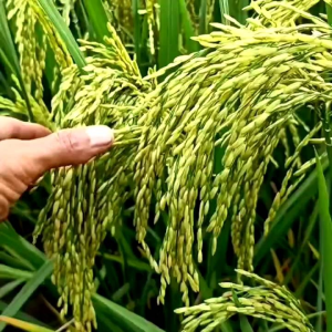 (1kg) BENIH PADI DENOK TAIWAN bibit padi super unggul berkualitas