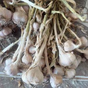 กระเทียมไทย แห้งแล้ว15แดด5พึ่งลม พร้อมทาน