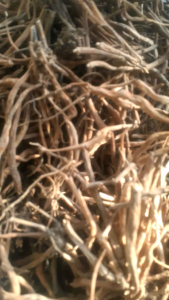 05kg củ sâm tanh tách (sâm nổ sâm đất) khô là loại mọc tự nhiên vùng núi Đá Bàn Khánh Hòa phơi khô bằng nắng tự nhiên