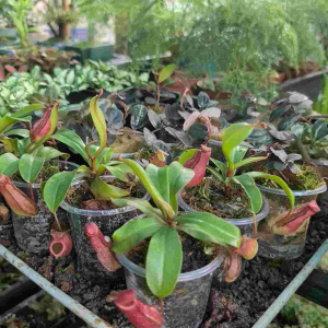 Cây Nắp Ấm – Cây Ăn Thịt Nepenthes Cây Cảnh Mini Trồng Terrarium Tiểu Cảnh