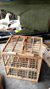DONGDANG MERPATI 2 PINTU - KANDANG MERPATI SEPASANG 2 PINTU KOKOH