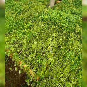 500 BUTIR / BIJI BENIH SELEDRI AMIGO (REPACK)