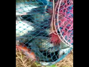 ESSEN MULTIFUNGSI AROMA WALET DAGING: Essen untuk Kesehatan & Kecantikan