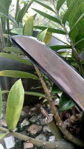 KLS Long Ultra Original