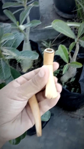 Sedotan Minimalis A620: Pipa Kayu Kemuning Gading Ramah Lingkungan