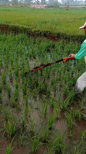 OSROK PADI  / SOROK PADI / GARUK PADI / PEMATUN SAWAH UKURAN pemangkas rumput pematun padi penyiang padisawah alat pertaniantanimatunpembersih rumput liar