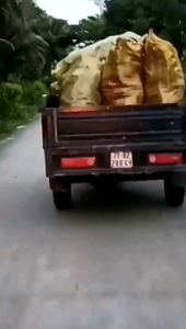 Củ Bạc Hà núi 10kg hàng tuyển củ to lâu năm