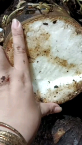 Củ bạc hà núi 5kg bao chất lượng hàng tươi mới