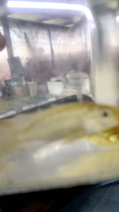 yellow electric chiclid fish  finger size