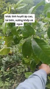 Cây ba chạc nguyên bản (cây giống to)